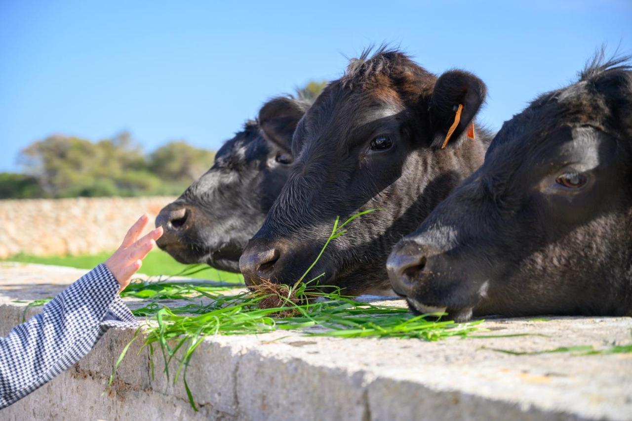 Llucmacanes Gran Agroturismo Mahon  Ngoại thất bức ảnh